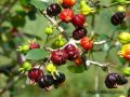 Cerisier de Cayenne - Eugenia uniflora